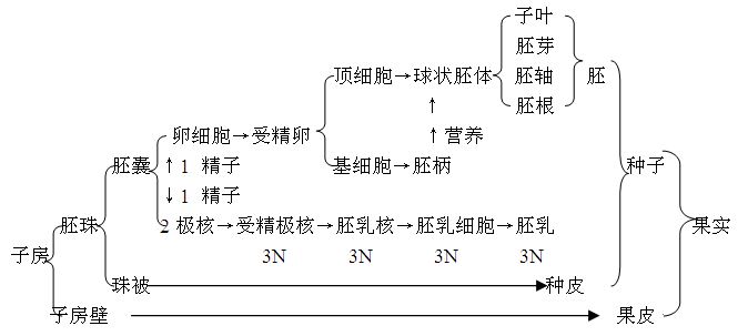 新东方李泓渟高考生物冲刺班